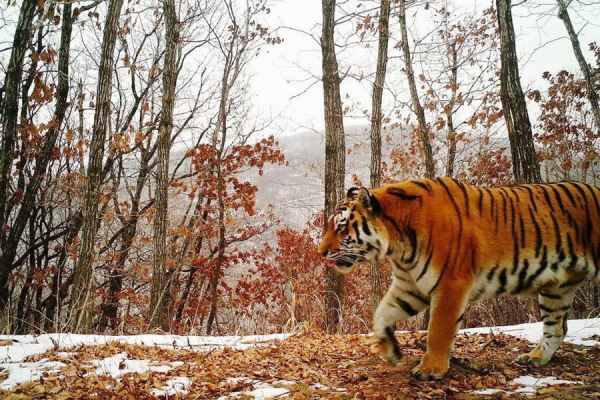 Тигр, который загрыз несколько собак в Хабаровском крае, умер 