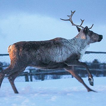 В российском регионе браконьеры убили 26 краснокнижных оленей