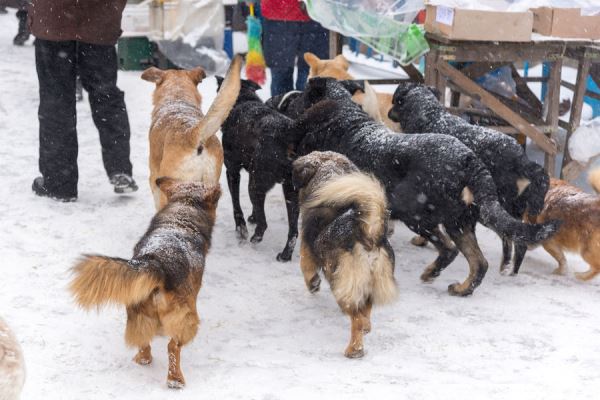 Около детского сада в Пермском крае на женщину напала стая бездомных собак 
