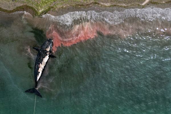 Тушу кита выбросило на побережье в Холмске 