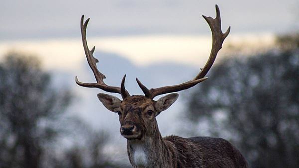 Неизвестные убили 26 краснокнижных оленей на Сахалине